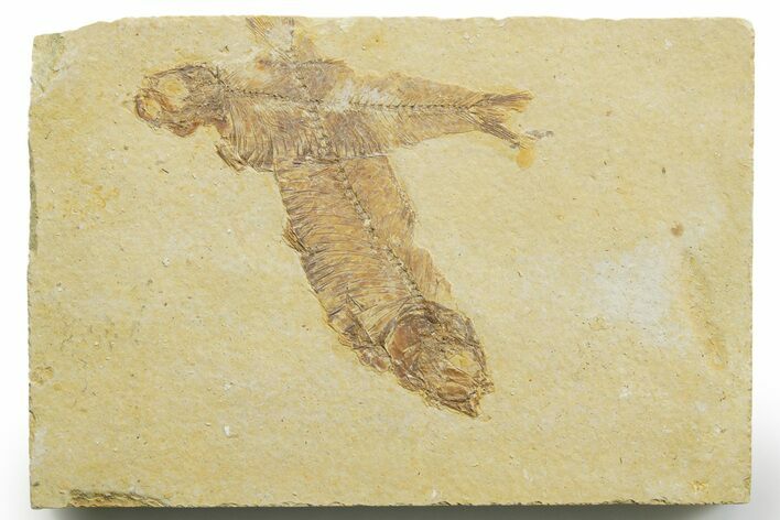 Limestone with Two Fossil Fish (Knightia) - Wyoming #363818